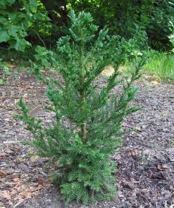 Fast Growing Trees Black Dragon Cryptomeria