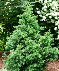Fast Growing Trees Black Dragon Cryptomeria