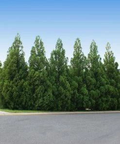 Fast Growing Trees Cryptomeria Radicans