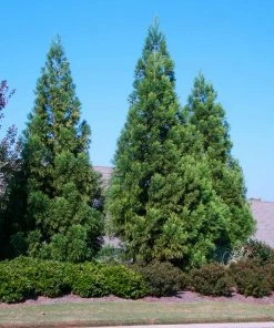 Fast Growing Trees Cryptomeria Radicans