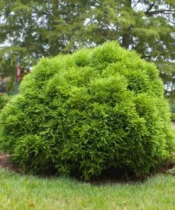 Fast Growing Trees Cryptomeria Trees Cryptomeria 'Globosa Nana' Shrub 12 Fast Growing Trees Cryptomeria Trees Cryptomeria 'Globosa Nana' Shrub