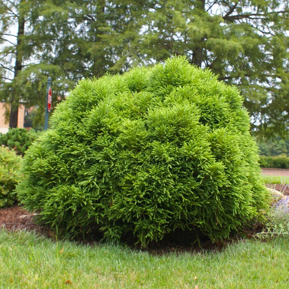 Fast Growing Trees Cryptomeria Trees Cryptomeria 'Globosa Nana' Shrub 7 Fast Growing Trees Cryptomeria Trees Cryptomeria 'Globosa Nana' Shrub