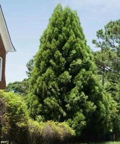 Fast Growing Trees Cryptomeria Radicans