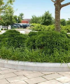 Fast Growing Trees Cryptomeria Trees Cryptomeria 'Globosa Nana' Shrub 13 Fast Growing Trees Cryptomeria Trees Cryptomeria 'Globosa Nana' Shrub