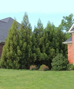 Fast Growing Trees Cryptomeria Radicans