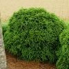 Fast Growing Trees Cryptomeria Trees Cryptomeria 'Globosa Nana' Shrub 2 Fast Growing Trees Cryptomeria Trees Cryptomeria 'Globosa Nana' Shrub