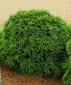 Fast Growing Trees Cryptomeria Trees Cryptomeria 'Globosa Nana' Shrub