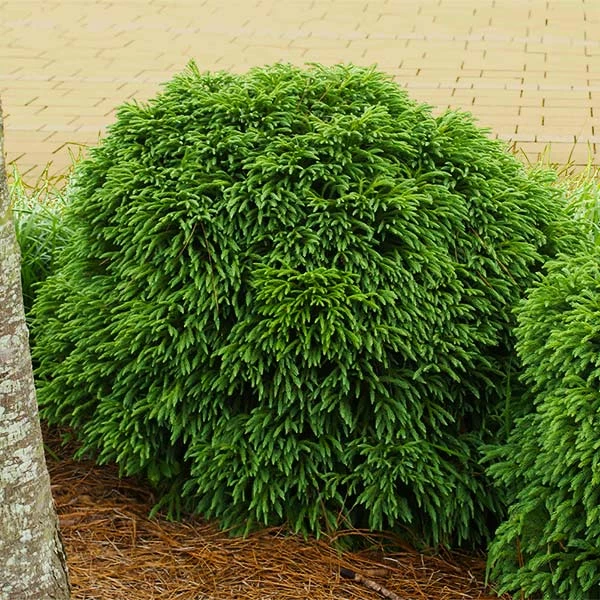 Fast Growing Trees Cryptomeria Trees Cryptomeria 'Globosa Nana' Shrub 3 Fast Growing Trees Cryptomeria Trees Cryptomeria 'Globosa Nana' Shrub