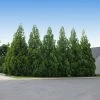 Fast Growing Trees Cryptomeria Radicans