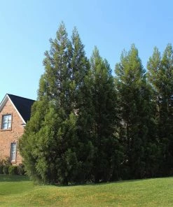 Fast Growing Trees Cryptomeria Radicans