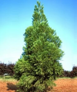 Fast Growing Trees Cryptomeria Trees Yoshino Japanese Cedar