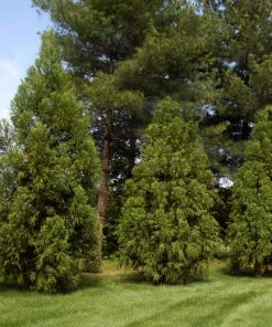 Fast Growing Trees Cryptomeria Trees Yoshino Japanese Cedar