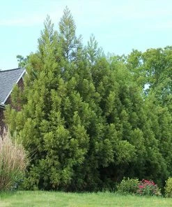 Fast Growing Trees Cryptomeria Trees Yoshino Japanese Cedar