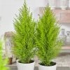 Fast Growing Trees Goldcrest Cypress Cypress Trees