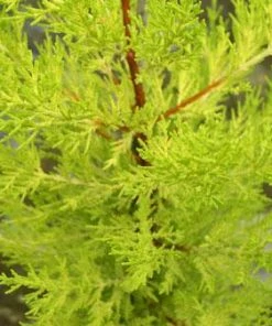 Fast Growing Trees Goldcrest Cypress Cypress Trees