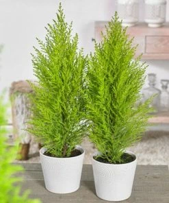Fast Growing Trees Goldcrest Cypress Cypress Trees