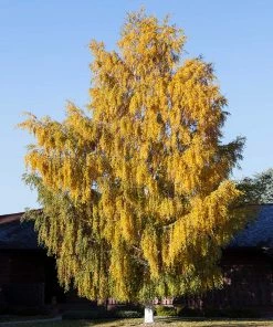 Fast Growing Trees Birch Trees Weeping Cutleaf Birch 11 Fast Growing Trees Birch Trees Weeping Cutleaf Birch