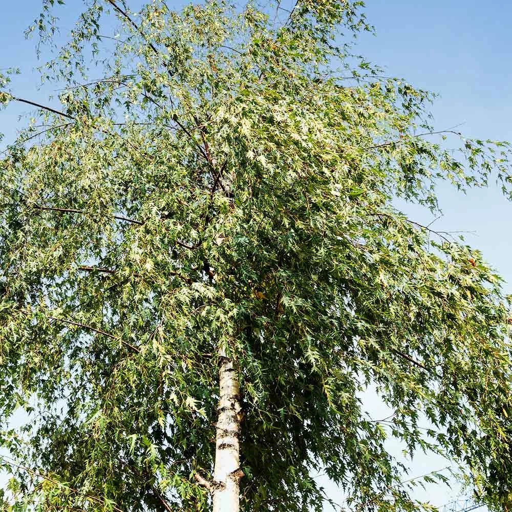 Fast Growing Trees Birch Trees Weeping Cutleaf Birch 5 Fast Growing Trees Birch Trees Weeping Cutleaf Birch