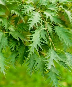 Fast Growing Trees Birch Trees Weeping Cutleaf Birch 10 Fast Growing Trees Birch Trees Weeping Cutleaf Birch