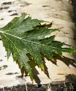 Fast Growing Trees Birch Trees Weeping Cutleaf Birch
