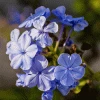Fast Growing Trees Dark Blue Plumbago See All Shrubs & Hedges
