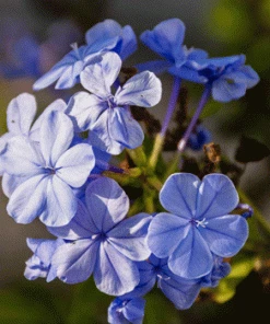 Fast Growing Trees Dark Blue Plumbago See All Shrubs & Hedges