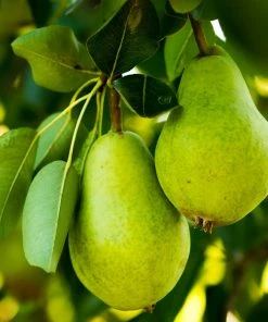 Fast Growing Trees 5-in-1 Pear Surprise Tree 10 Fast Growing Trees 5-in-1 Pear Surprise Tree