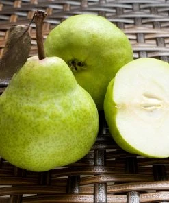 Fast Growing Trees D'Anjou Pear Tree 10 Fast Growing Trees D'Anjou Pear Tree