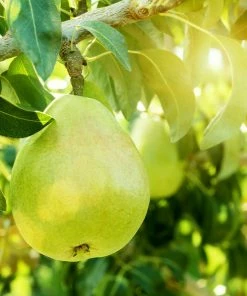 Fast Growing Trees Pear Trees 3-in-1 Pear Surprise Tree