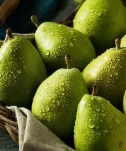 Fast Growing Trees D'Anjou Pear Tree 12 Fast Growing Trees D'Anjou Pear Tree