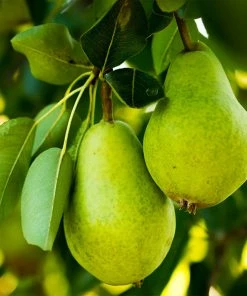 Fast Growing Trees D'Anjou Pear Tree