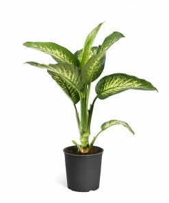 Fast Growing Trees Dieffenbachia Tropic Snow Plant