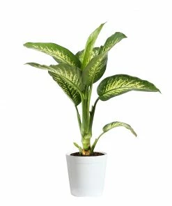 Fast Growing Trees Dieffenbachia Tropic Snow Plant