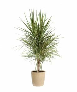 Fast Growing Trees Air Purifying House Plants Dracaena Bi-Color Braided Plant
