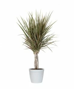 Fast Growing Trees Air Purifying House Plants Dracaena Bi-Color Braided Plant