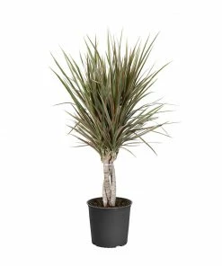 Fast Growing Trees Air Purifying House Plants Dracaena Bi-Color Braided Plant