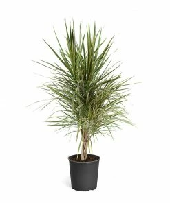 Fast Growing Trees Air Purifying House Plants Dracaena Bi-Color Braided Plant