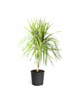 Fast Growing Trees Air Purifying House Plants Braided Madagascar Dragon Tree