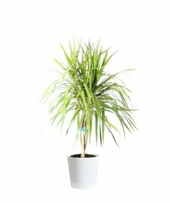 Fast Growing Trees Air Purifying House Plants Braided Madagascar Dragon Tree