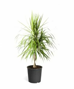 Fast Growing Trees Air Purifying House Plants Braided Madagascar Dragon Tree