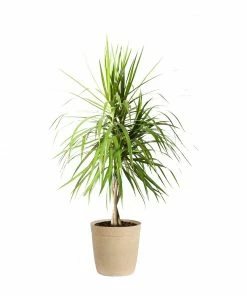 Fast Growing Trees Air Purifying House Plants Braided Madagascar Dragon Tree