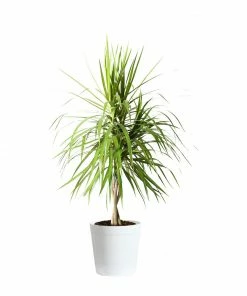 Fast Growing Trees Air Purifying House Plants Braided Madagascar Dragon Tree