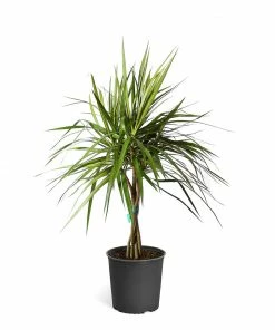 Fast Growing Trees Air Purifying House Plants Braided Madagascar Dragon Tree