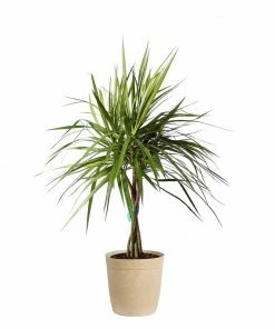Fast Growing Trees Air Purifying House Plants Braided Madagascar Dragon Tree