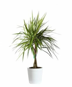Fast Growing Trees Air Purifying House Plants Braided Madagascar Dragon Tree