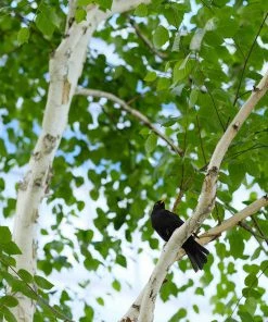 Fast Growing Trees Birch Trees Dakota Pinnacle Birch Tree