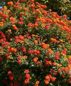 Fast Growing Trees Deer Resistant Plants Dallas Red Lantana 10 Fast Growing Trees Deer Resistant Plants Dallas Red Lantana