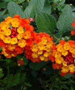 Fast Growing Trees Deer Resistant Plants Dallas Red Lantana 11 Fast Growing Trees Deer Resistant Plants Dallas Red Lantana
