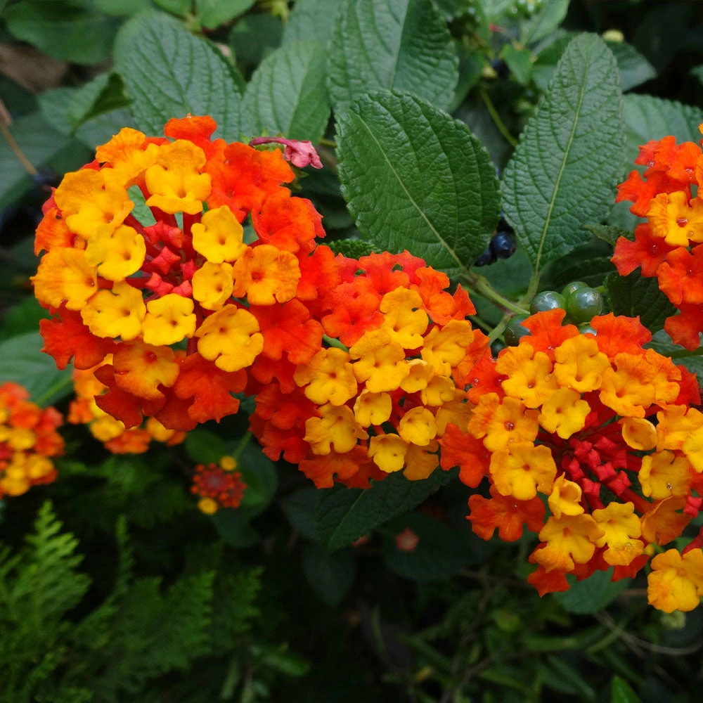 Fast Growing Trees Deer Resistant Plants Dallas Red Lantana 7 Fast Growing Trees Deer Resistant Plants Dallas Red Lantana