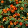 Fast Growing Trees Deer Resistant Plants Dallas Red Lantana
